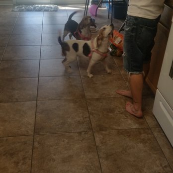 Indianapolis Animal Care Services - Our girls! - Animal Shelters Near Me - Indianapolis, Indiana