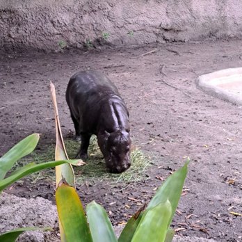 Zoo Miami - Pigmy hippo - Zoos Near Me - Miami, Florida Zoo Miami - Pigmy hippo - Zoos Near Me - Miami, Florida