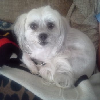 Doggie Spa - Daisy may looking cute - Pet Groomers Near Me - Corona, California Doggie Spa - Daisy may looking cute - Pet Groomers Near Me - Corona, California