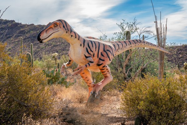 Arizona-Sonora Desert Museum by null