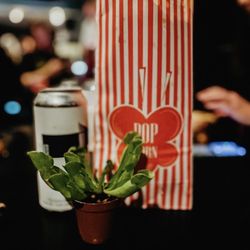 The Oaks Theater - Beer, popcorn, plants AND a movie
