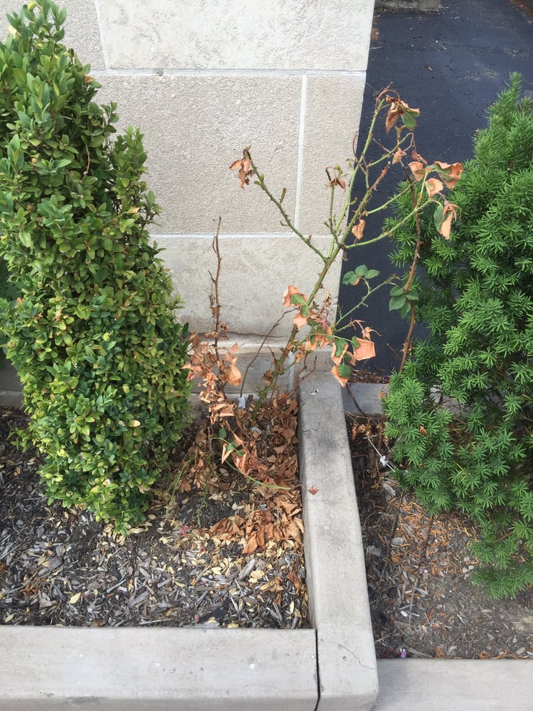 T & A SPRINKLERS Updated September 2024 11 Photos Shelby Township