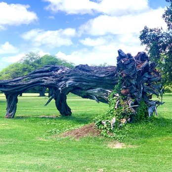 Barbers Point Golf Course - Interesting tree - Golf Near Me - Kapolei, Hawaii
