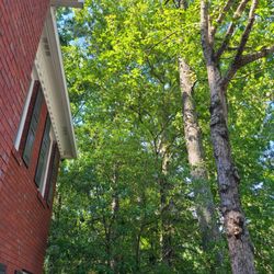 Georgia Tree Company