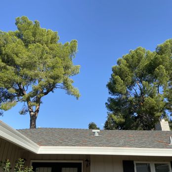 FB Tree Services - Before giant 100 ft + trees. Two climbers. One in each on same day! - Tree Services Near Me - North Highlands, California FB Tree Services - Before giant 100 ft + trees. Two climbers. One in each on same day! - Tree Services Near Me - North Highlands, California