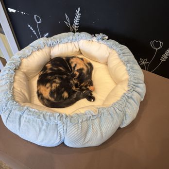Nabi Cat Cafe - One of the beautiful tortoiseshells near the entrance of the room. - Themed Cafes Near Me - Santa Clara, California Nabi Cat Cafe - One of the beautiful tortoiseshells near the entrance of the room. - Themed Cafes Near Me - Santa Clara, California