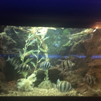 Shedd Aquarium - Aquariums Near Me - Chicago, Illinois