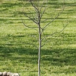 Bradford's Landscaping Nursery
