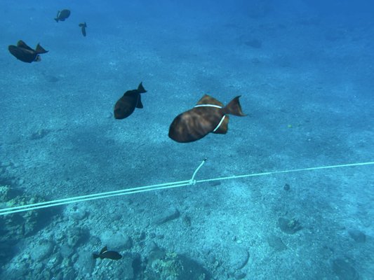 Molokini Crater by null