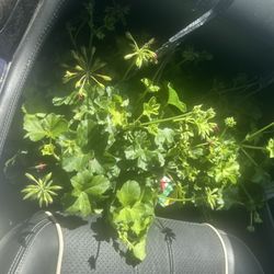 ALDI - Geraniums
