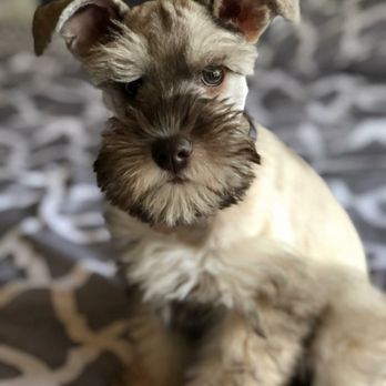 Piedmont Pups Mini Schnauzers - Tank! - Pet Groomers Near Me Piedmont Pups Mini Schnauzers - Tank! - Pet Groomers Near Me
