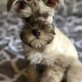 Photo of Piedmont Pups Mini Schnauzers