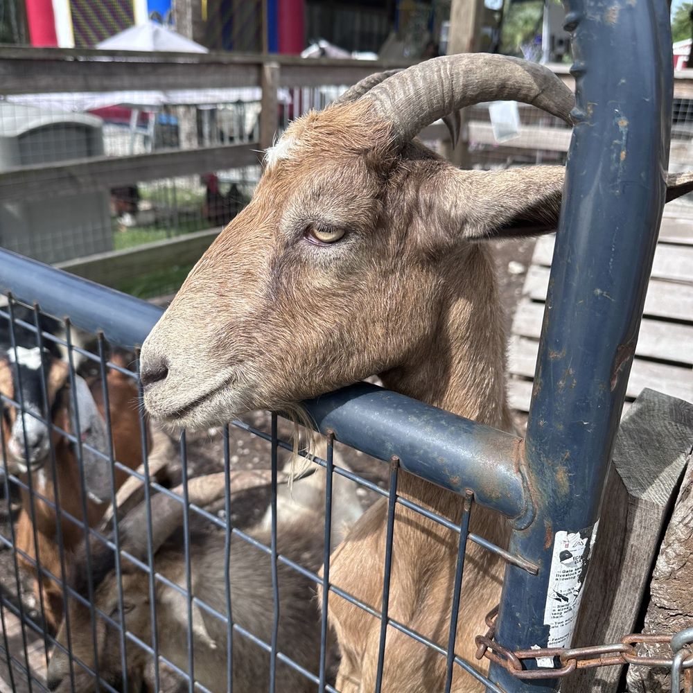 Good Mood Ranch - Goats - Ranches Near Me - Naples, Florida Good Mood Ranch - Goats - Ranches Near Me - Naples, Florida