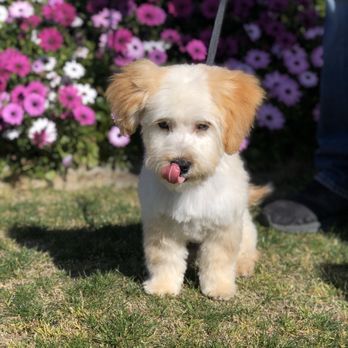 Dee-Tails Mobile Pet Grooming - After! He's a different dog - Pet Groomers Near Me