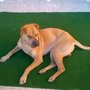 Photo of Oftalmología Veterinaria VISIONVET