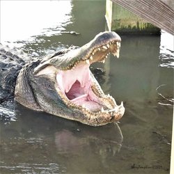 Taylor Med Spa - LOL! This is Boots, a 14-ft aligator that lives in Port Aransas TX. He doesn't need treatment, just a big meal once in awhile.