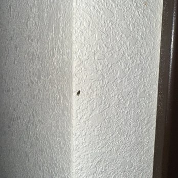 Best Western Monticello Gateway Inn - Bugs in the room - Hotels Near Me - Monticello, Illinois