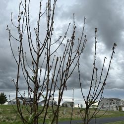 Front Range Landscape and Nursery - Apple