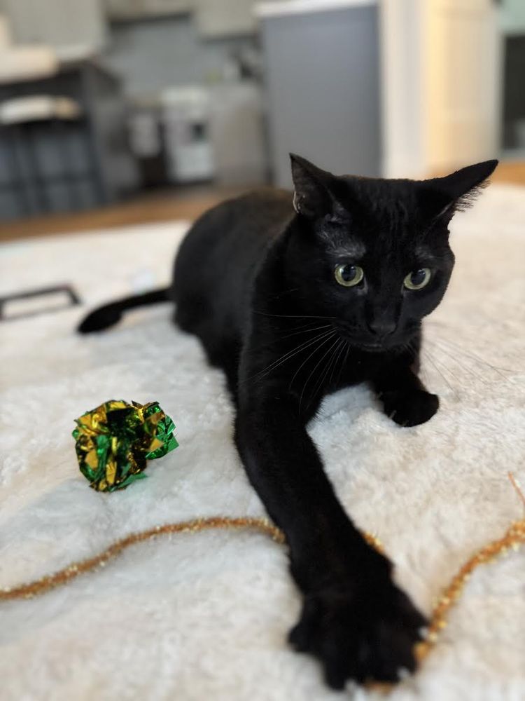 KittyBuddy