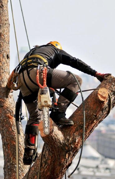 Affordable Tree Care Service - tree service in Rochester, NY