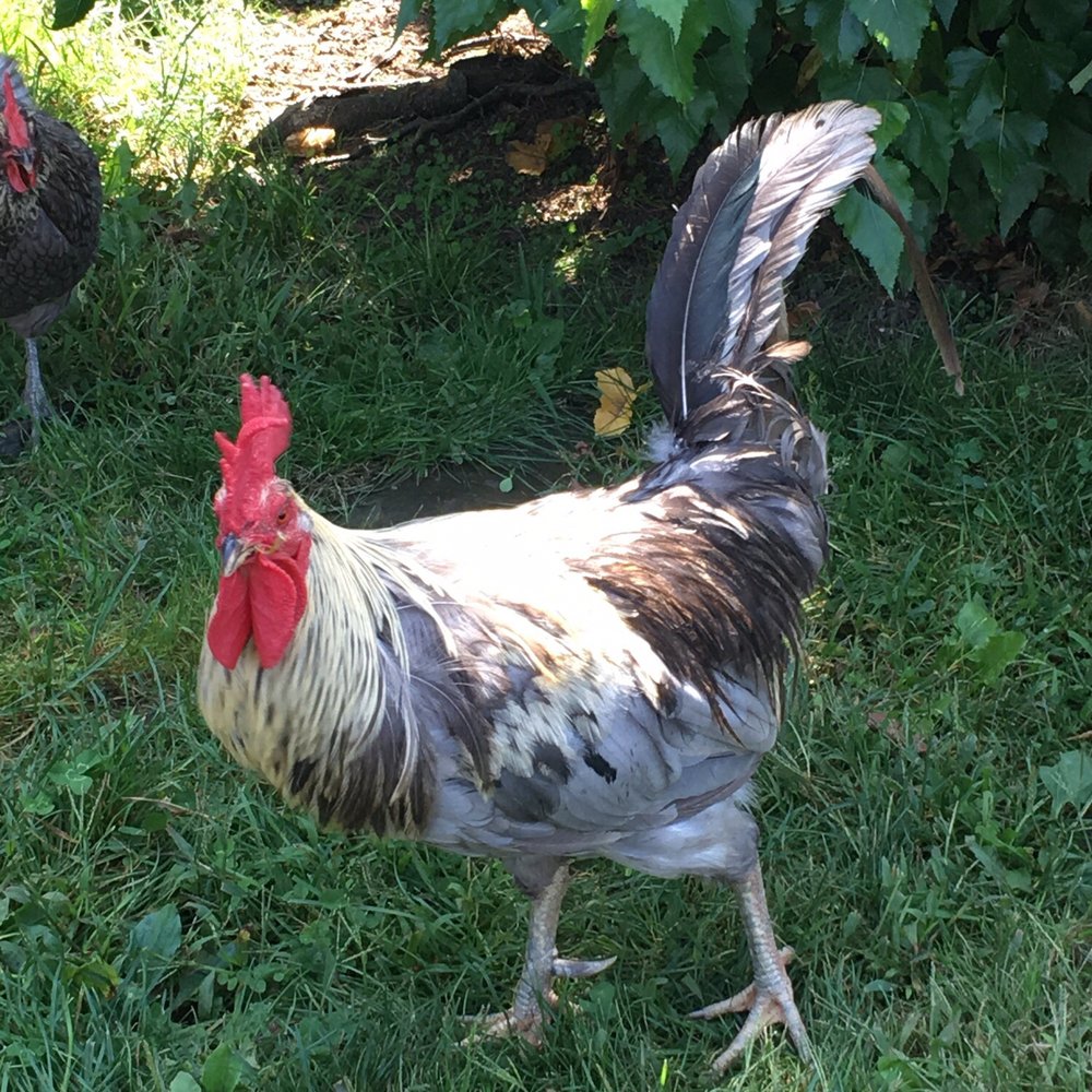 Apple Dave’s Orchards - Do not mess with the roaming roosters - Fruits & Veggies Near Me - Warwick, New York