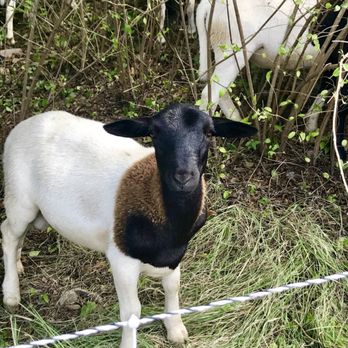 The Goat Sobro - I forgot to take a picture. But here's a cute goat. - American Near Me - Nashville, Tennessee The Goat Sobro - I forgot to take a picture. But here's a cute goat. - American Near Me - Nashville, Tennessee