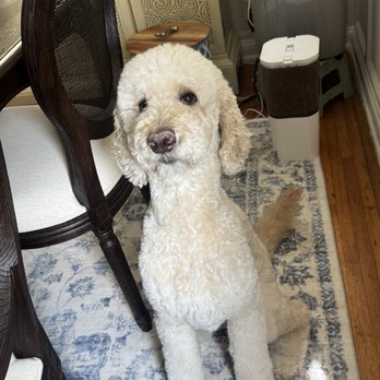 Puppy prom - Pet Groomers Near Me - Los Angeles, California