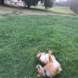 Fenced in and grassy