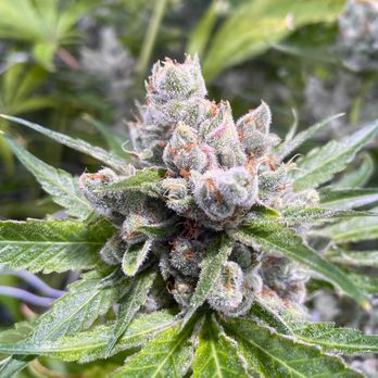 Silver Stem - Rockrimmon - Silver Stem Fine Cannabis Flower - Cannabis Clinics Near Me - Colorado Springs, Colorado Silver Stem - Rockrimmon - Silver Stem Fine Cannabis Flower - Cannabis Clinics Near Me - Colorado Springs, Colorado