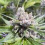 Photo of Silver Stem - Rockrimmon