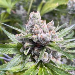 Silver Stem - Rockrimmon - Silver Stem Fine Cannabis Flower