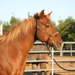 Little Reata Stables