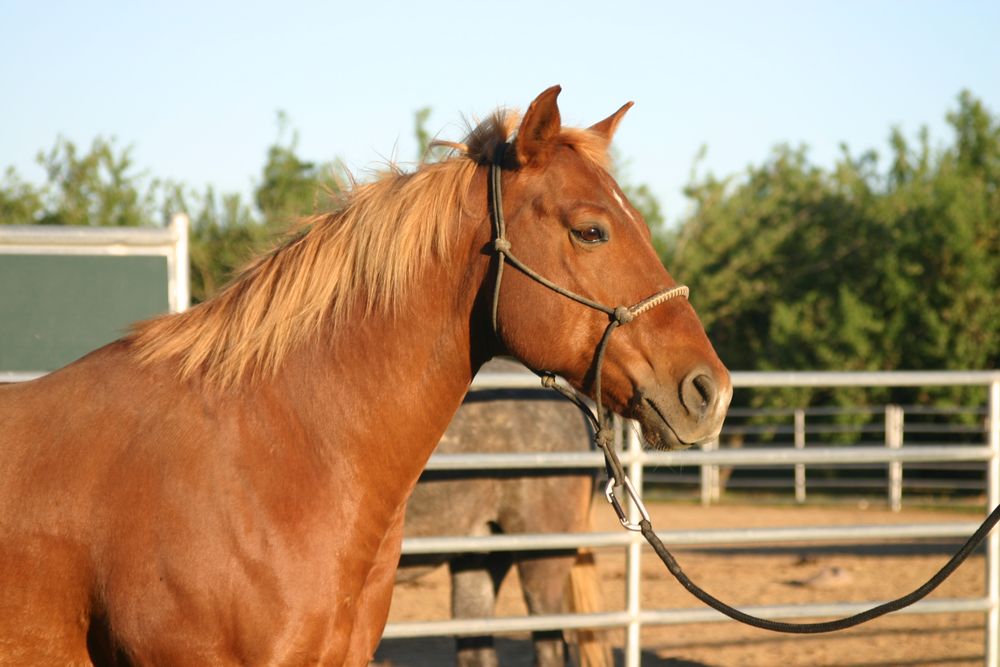 LITTLE REATA STABLES Updated June 2024 13 Photos 26275 Co Rd 96, Davis, California Horse