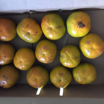 Hashimoto Persimmon Farm - Mari variety (fruits are upside down). - Farms Near Me - Kula, Hawaii