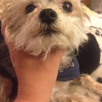 Spago Dog - UNEVEN FACE CUT done by Miki at SpaGo. She is NOT a professional groomer. - Pet Groomers Near Me - Oakland, California Spago Dog - UNEVEN FACE CUT done by Miki at SpaGo. She is NOT a professional groomer. - Pet Groomers Near Me - Oakland, California