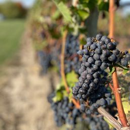 grapes on the vine grapes on the vine