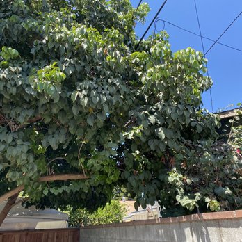 Red Hill Tree Service - Before growing towards the neighbor behind me. - Tree Services Near Me - Rancho Cucamonga, California