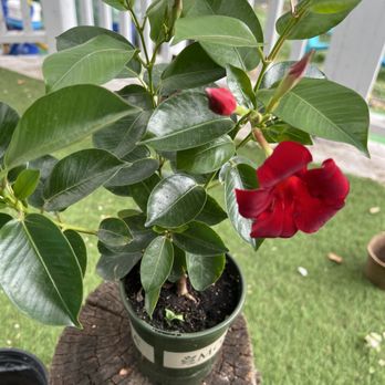 Nicks Garden Center - Nurseries & Gardening Near Me - Aurora, Colorado
