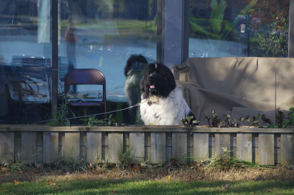 MEADOWBROOK VETERINARY CLINIC Updated October 2024 30 Reviews