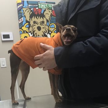 Greenwood Veterinary Care - A very happy, now healthy, doggo name Yoki - Veterinarians Near Me - Brooklyn, New York