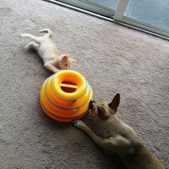 Royal Pet Rescue - Kylo my Chihuahua mix, learning what games Gianna likes to do for fun. - Animal Shelters Near Me