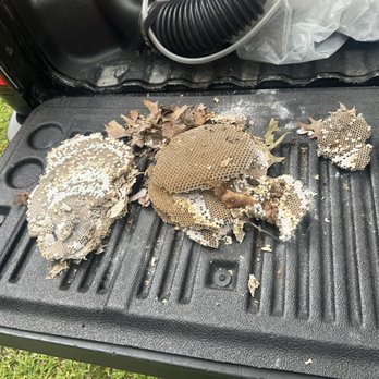 Squito - In ground wasp nest. - Pest Control Near Me - Saint James, New York