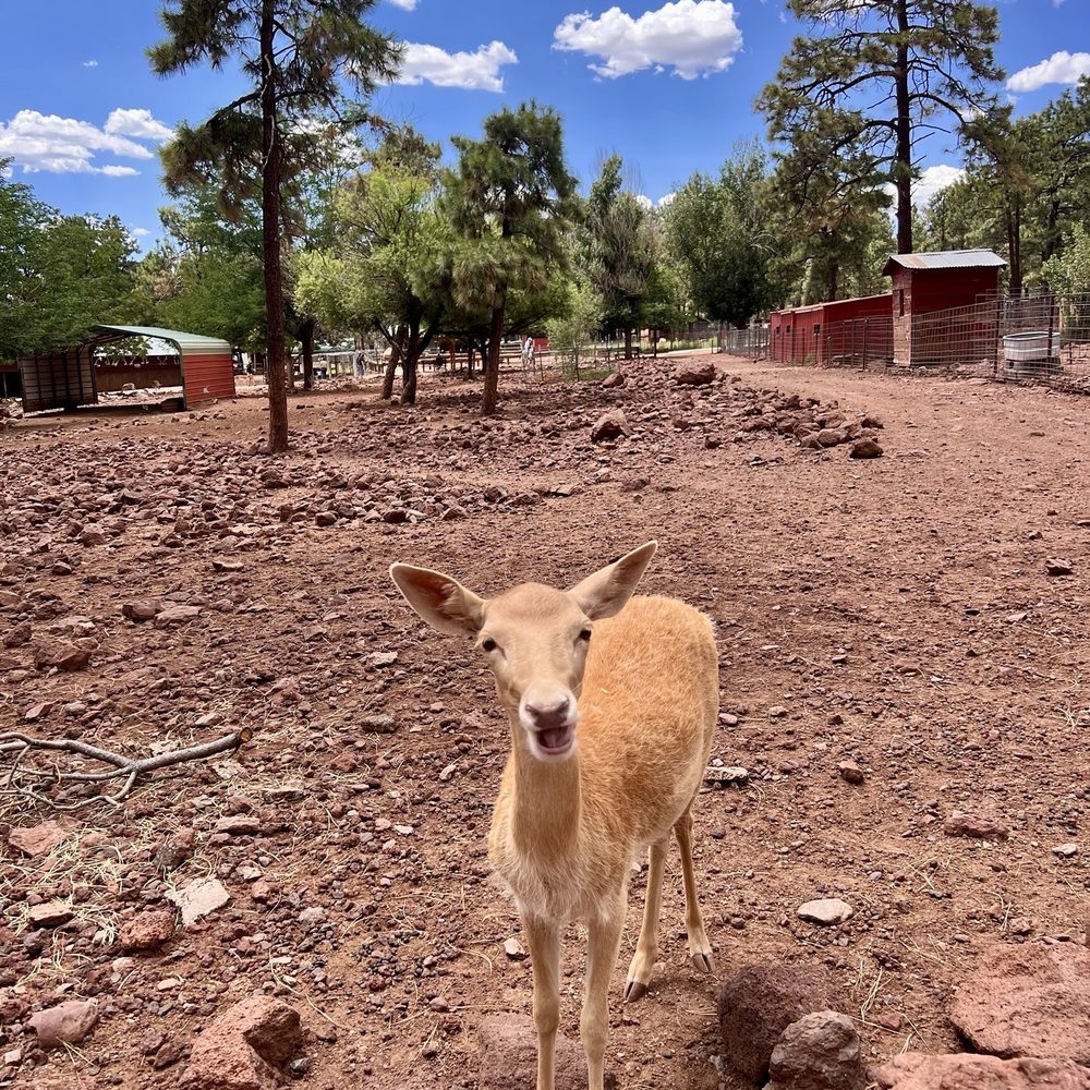Grand Canyon Deer Farm - Zoos Near Me - Williams, Arizona Grand Canyon Deer Farm - Zoos Near Me - Williams, Arizona