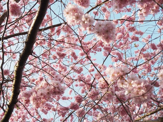Bispebjerg Cemetery by null