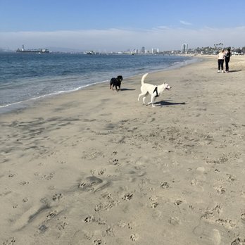 Rosie's Dog Beach - Dog Parks Near Me - Long Beach, California Rosie's Dog Beach - Dog Parks Near Me - Long Beach, California