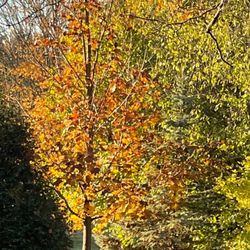 Hoppe Tree Service