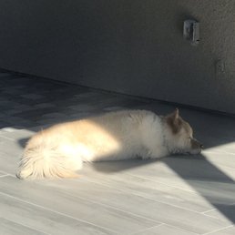 Even my dog loves it! Even my dog loves it!