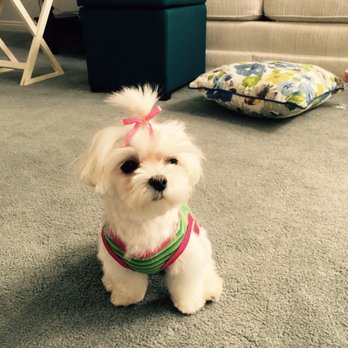 Q d Doggie - Great price at $55! - Pet Groomers Near Me - Lake Forest, California Q d Doggie - Great price at $55! - Pet Groomers Near Me - Lake Forest, California