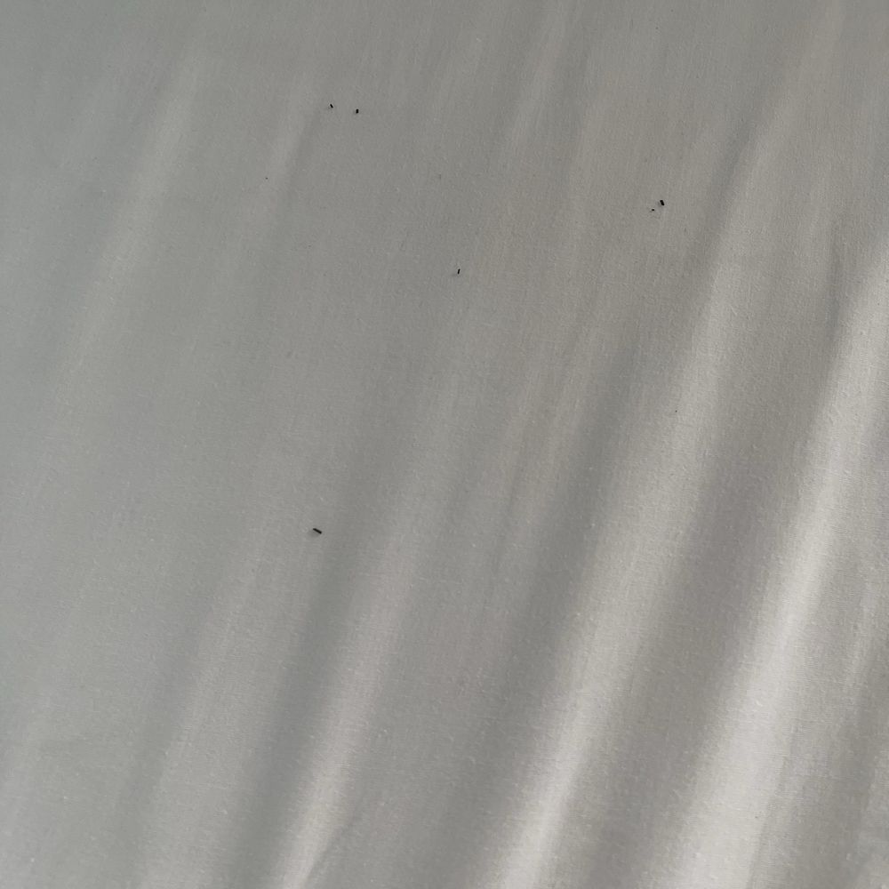 Alimara - Bed bug excrements after changing the sheets! - Restaurants Near Me - Barcelona, B