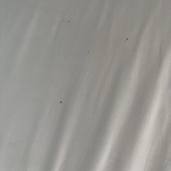 Alimara - Bed bug excrements after changing the sheets! - Restaurants Near Me - Barcelona, B